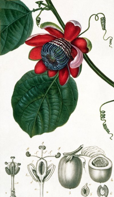 A Passion Flower from Lecons de Flore by Pierre Jean Francois Turpin